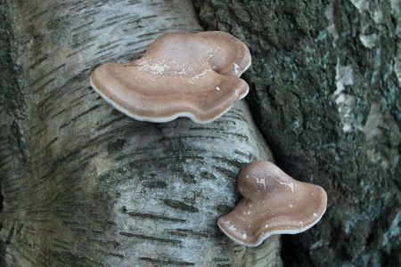 Two Bracket Fungi Growing on a Silver Birch Tree Trunk 