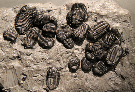 A Collection of Trilobite Stone Fossil Remains 