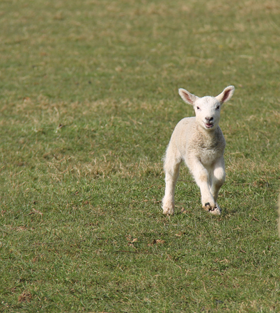 The Fresh Face of a Happy Skipping Baby Lamb 