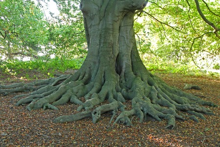 The Exposed Roots of a Large Ancient Tree の写真素材