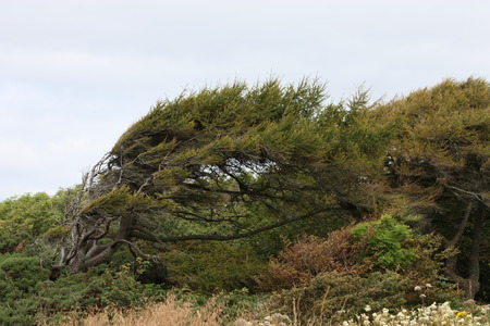 A Bent Tree Growing on a Windy Coastal Cliff Top の写真素材