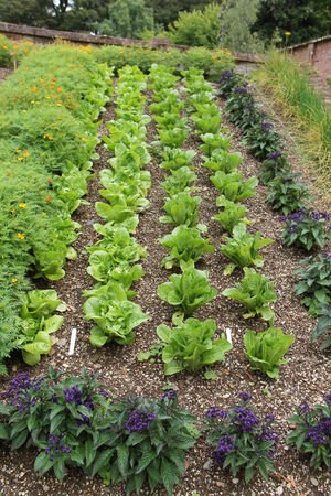 Three Rows of Lettuce with Flower Companion Planting 