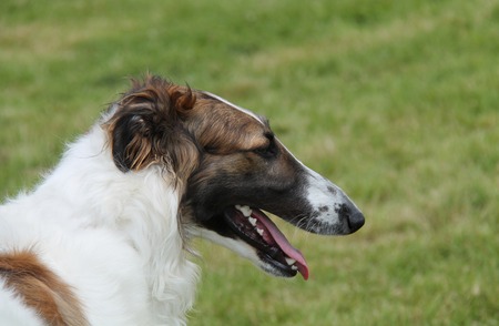 The Head and Neck of a Beautiful Borzoi Dog の写真素材