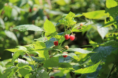 Some Beautiful Red Raspberries Growing on a Bush.