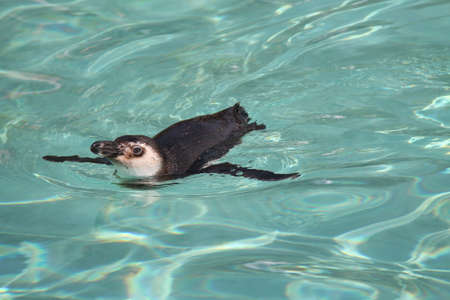 A Magellanic Penguin Gracefully Swimming in Water.の写真素材