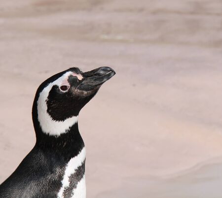 The Head and Shoulders of a Cheeky Magellanic Penguin.の写真素材