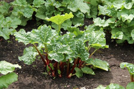 A Large Rhubarb Plant in a Vegetable Garden.