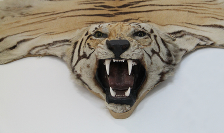 The Head and Skin of a Trophy Tiger Animal.の写真素材