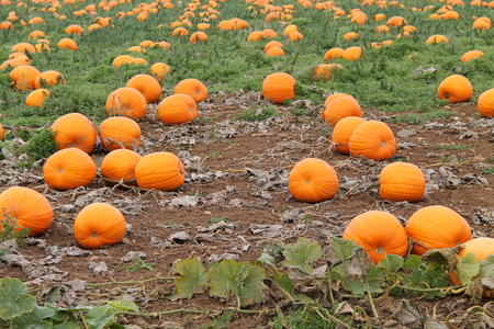 Freshly Growing Bright Orange Pumpkin Fruit Plants.