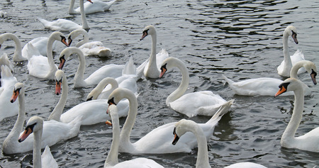 A Flock of Beautiful White Mute Swan Birds.の写真素材