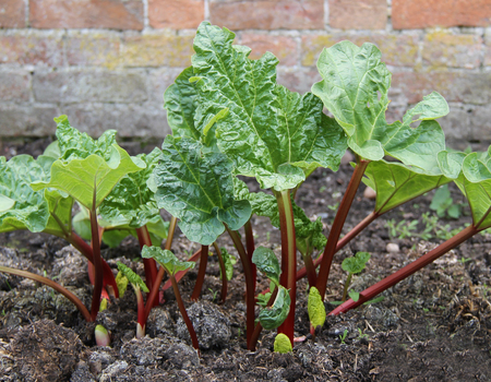 A Rhubarb Plant with a Lot of New Growth Shoots.の写真素材
