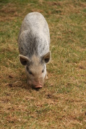 A Farmyard Pig Foraging in a Grass Meadow.の写真素材