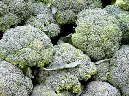 A Background Display of Fresh Green Broccoli Heads.の写真素材