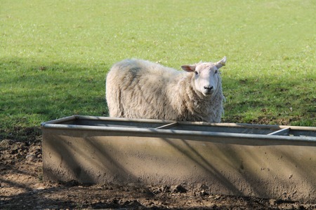 An Adult Ewe Sheep at an Agricultural Water Trough.の写真素材