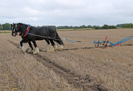 Two Heavy Shire Horses Pulling a Hand Steered Plough.の写真素材