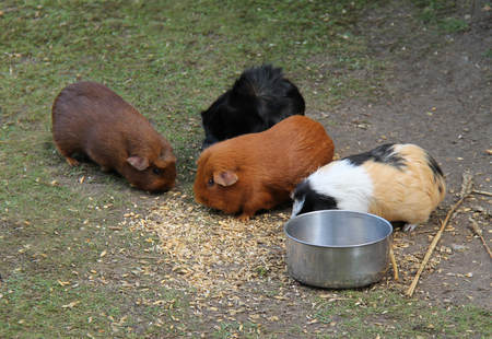A Group of Four Guinea Pigs Feeding from the Ground.の写真素材
