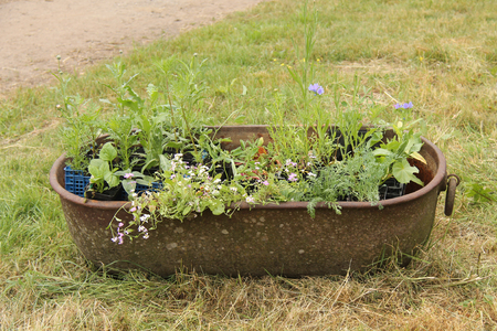 Garden Plants Growing in an Old Rusty Metal Bath.の写真素材