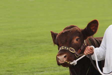 A Champion Winning Lincoln Red Bull Farm Animal.の写真素材