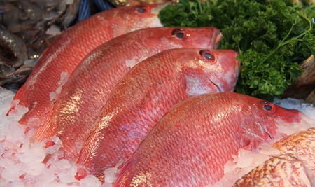 A Retail Display of Four Red Senegal Snapper Fish.