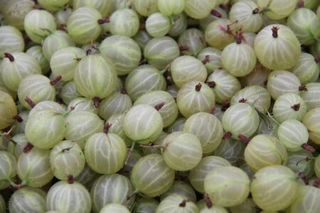 A Display of Freshly Picked Green Gooseberry Fruit.の写真素材