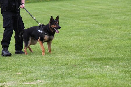 An Alsatian Police Dog with the Trainer Handler.の写真素材