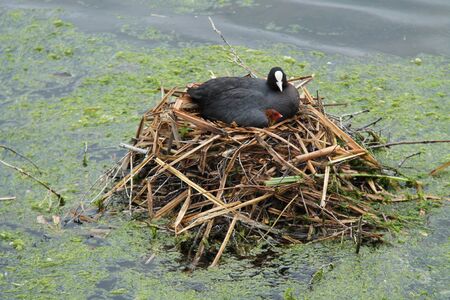 An Adult Coot Bird with a Young Chick on the Nest.の写真素材