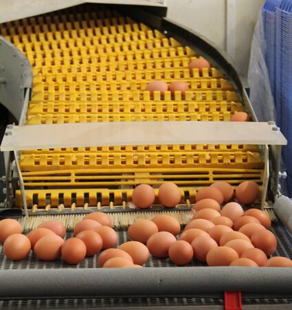 An Egg Collecting Conveyor at a Chicken Farm.の写真素材