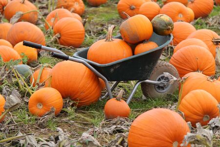 Wheelbarrow to Collect Freshly Grown Orange Pumpkins.の写真素材