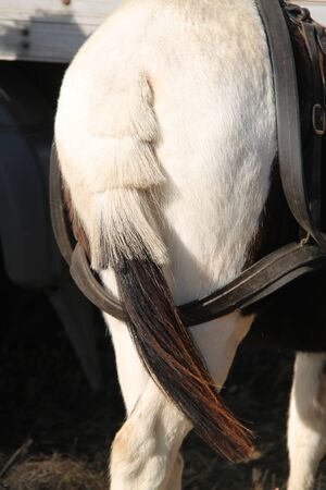 An Unusual Cutting and Styling of a Horse Tail.の写真素材
