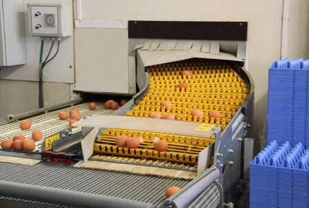 Transfer Conveyors at an Chicken Egg Production Farm.