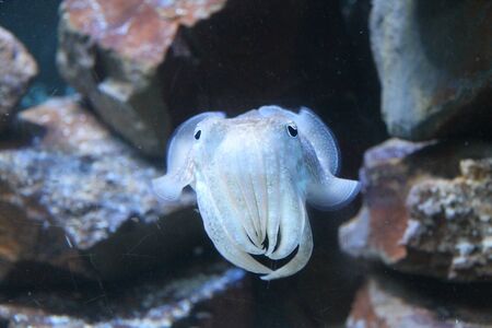 The Face of a Cuttlefish Swimming in the Water.の写真素材