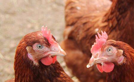 A Pair of Brown Free Range Farm Chicken Hens.