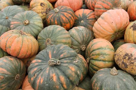 A Mixed Collection of Freshly Harvested Pumpkins.