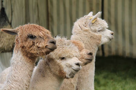 A Group of Four Cute Alpaca Farm Animals.の写真素材