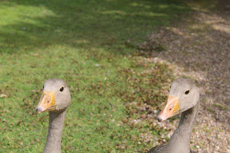 The Two Heads of a Pair of Greylag Geese.の写真素材