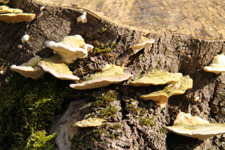 A Group of Bracket Fungi Growing on an Old Tree Stump.