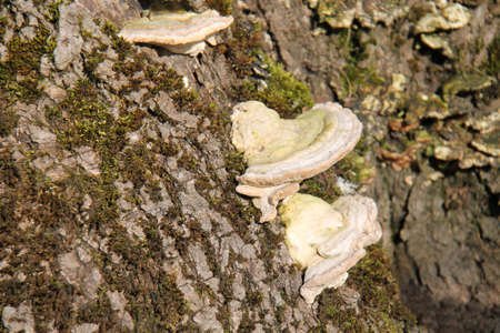 Some Bracket Fungus Growing on a Large Tree Stump.