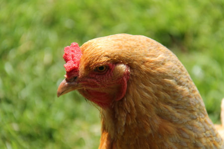 The Head of a Brown Hen Farmyard Chicken.