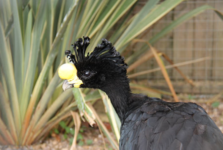 A Large Central American Great Curassow Tropical Bird.の写真素材