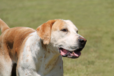 The Beautiful Face of an Adult Foxhound Hunting Dog.の写真素材