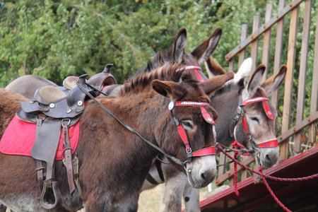 Three Donkeys with Saddles Ready for Riding.の写真素材