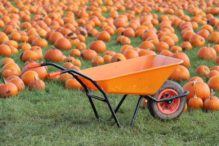 An Orange Wheelbarrow in a Field of Pumpkins.の写真素材