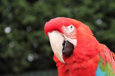 The Face of a Tropical Scarlet Macaw Parrot Bird.の写真素材
