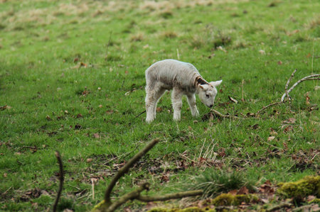 A Newly Born Baby Lamb on a Rough Meadow Field.の写真素材