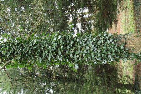 A Tall Tree Trunk Covered in Climbing Ivy Plants.の写真素材