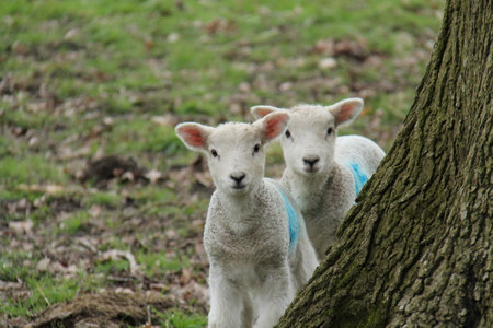 Two New Born Baby Sheep Lambs Behind a Tree.の写真素材