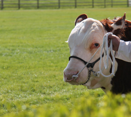 A Champion Large Hereford Bull Farm Animal.の写真素材