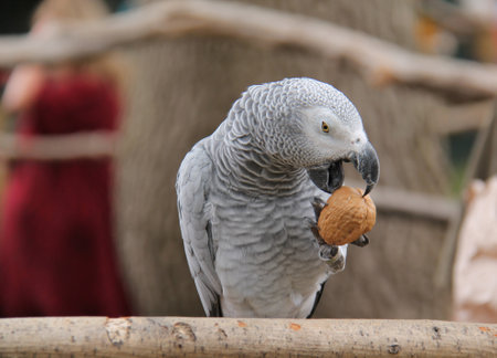 An African Grey Parrot Bird Holding a Large Walnut.の写真素材