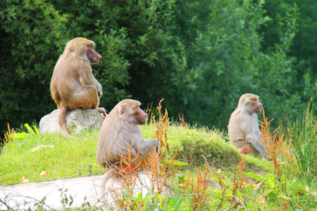 A Group of Three Hamadryas Baboon Monkey Animals.の写真素材