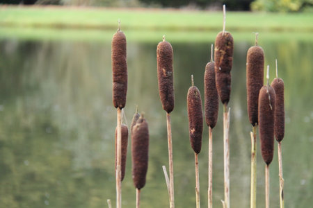 The Heads of Some Bullrush Plants at a Lakeside Site.の写真素材